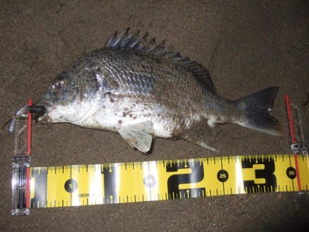 ２０１８ キビレ調査NO、１７