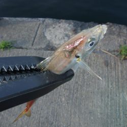 今年初アジング