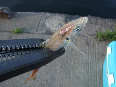 今年初アジング