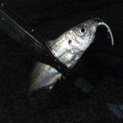 アジング好調、ついでにサバゲーも?