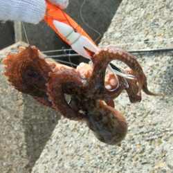 遅くて少ない、外れ年じゃなければいいけど