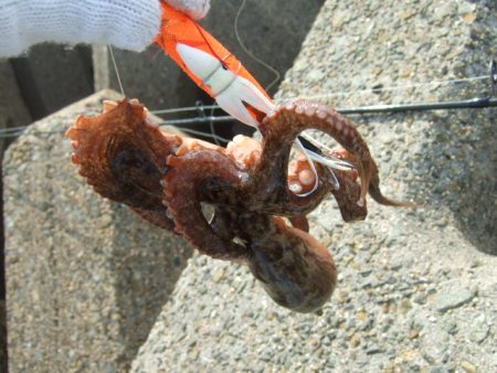 遅くて少ない、外れ年じゃなければいいけど