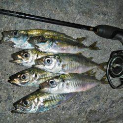 アジング、メバリング