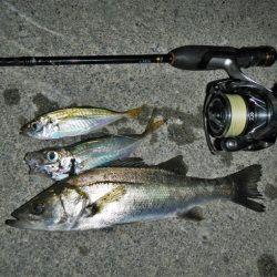 本日も暑くて渋い