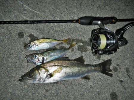 本日も暑くて渋い