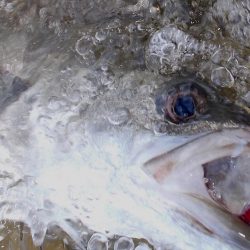 甲子園浜　トビエイ＆シーバス