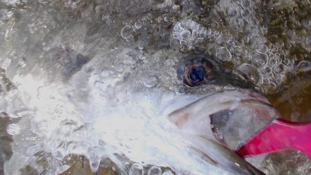 甲子園浜　トビエイ＆シーバス