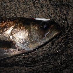 シーバスも夏バテ気味？。