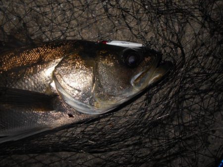 シーバスも夏バテ気味？。