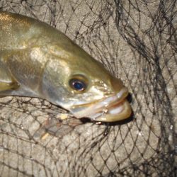 バチパターン？。