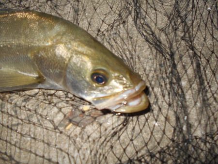 バチパターン？。