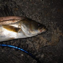 スーパーボイル&ライズ!!。