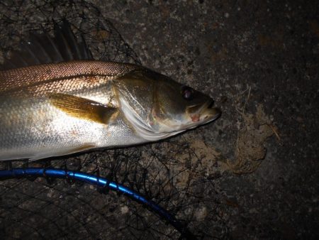 スーパーボイル&ライズ!!。