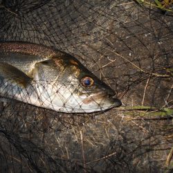 スーパーボイルは継続中。