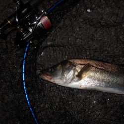 渋い時はVJ-16の出番？。