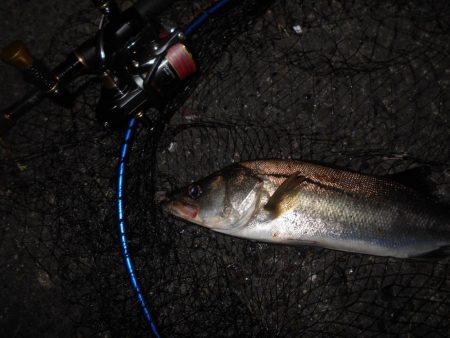 渋い時はVJ-16の出番？。