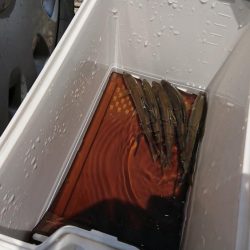 大雨の影響もなく