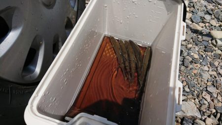 大雨の影響もなく