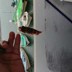 カサゴとチャリコ