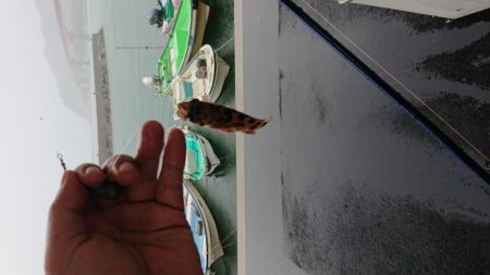 カサゴとチャリコ