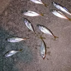 大雨後のアジング