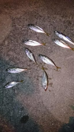 大雨後のアジング