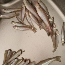 ファミリーキッシング