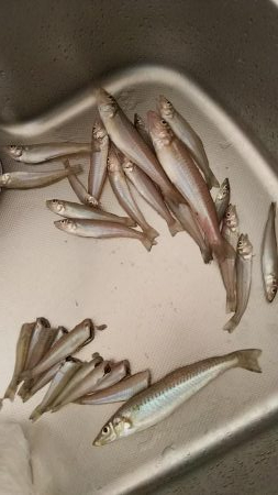 ファミリーキッシング