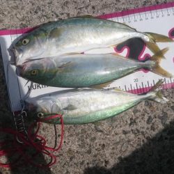 ライトショアジギング1