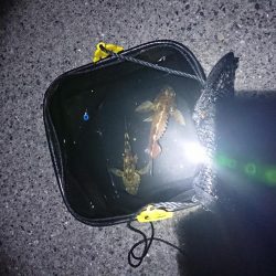 本当に久しぶりの釣行！