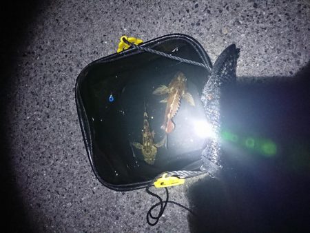 本当に久しぶりの釣行！