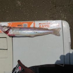 エギング&キス釣り