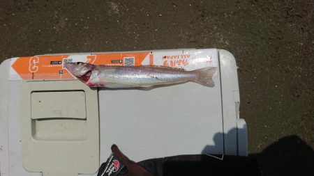 エギング&キス釣り