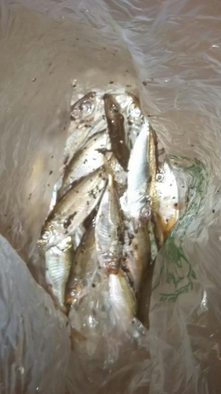 そこそこサイズのアジ狙い