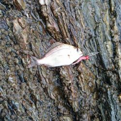 ガシラ祭り～。