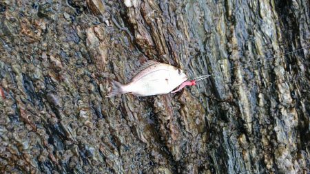 ガシラ祭り～。