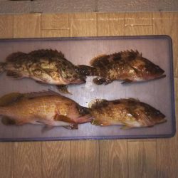 キジハタカサゴ連発