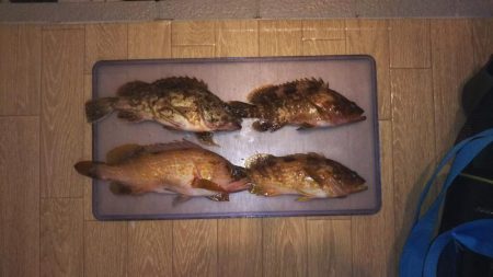 キジハタカサゴ連発