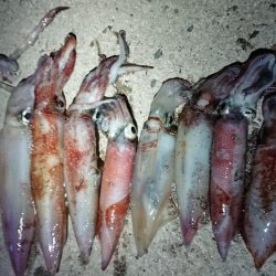 ケンサキエギング