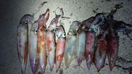 ケンサキエギング