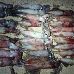 ケンサキエギング