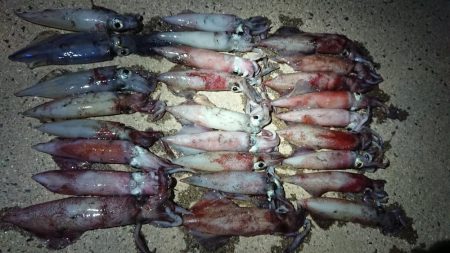 ケンサキエギング