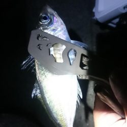 久しぶりアジング～