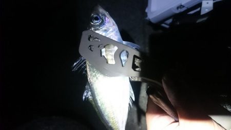 久しぶりアジング～