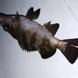 メバル2匹 ガシラ18匹