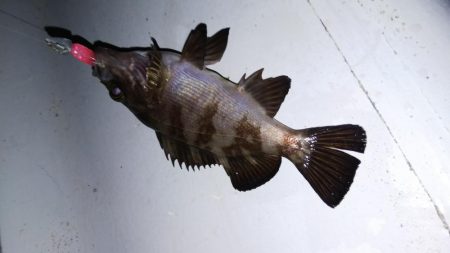 メバル2匹 ガシラ18匹