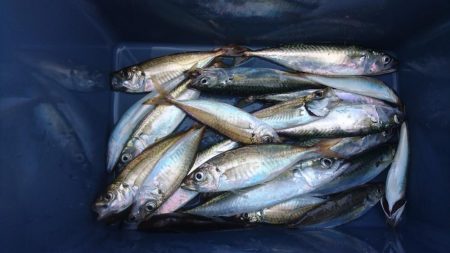 まったりサビキ