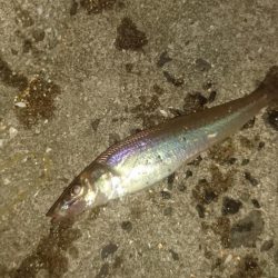 初挑戦アジングロッドでキス釣り