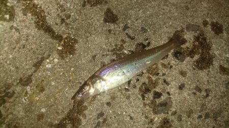 初挑戦アジングロッドでキス釣り