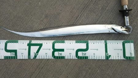 【新門司】タチウオ調査